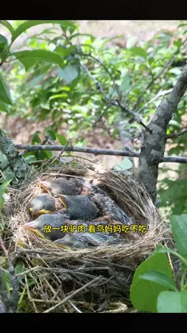 #xuhuong #nature #birthday 