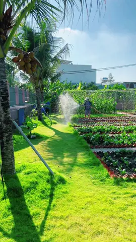 Mỗi giọt nước tưới hôm nay là trái ngọt của ngày mai #vuonrauxanh #trồngcây #nhadepbinhchanh #xuhuong2025  @Vợ Chồng Quyết-Dung❤️❤️❤️  @Vợ Chồng Quyết-Dung❤️❤️❤️  @Vợ Chồng Quyết-Dung❤️❤️❤️ 