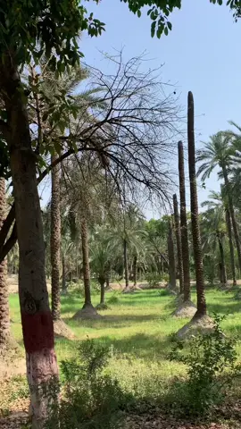 Hamzoo bhi #foryoupage #unfreezmyaccount❤️ #❤️❤️ffoorryyoouuppaaggee #foryoupage❤️❤️ 