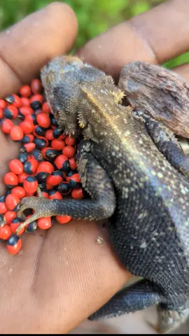 #benintiktok🇧🇯 #ktok🇧🇯 #cotonou229🇧🇯 #calaviti #calavitokan 