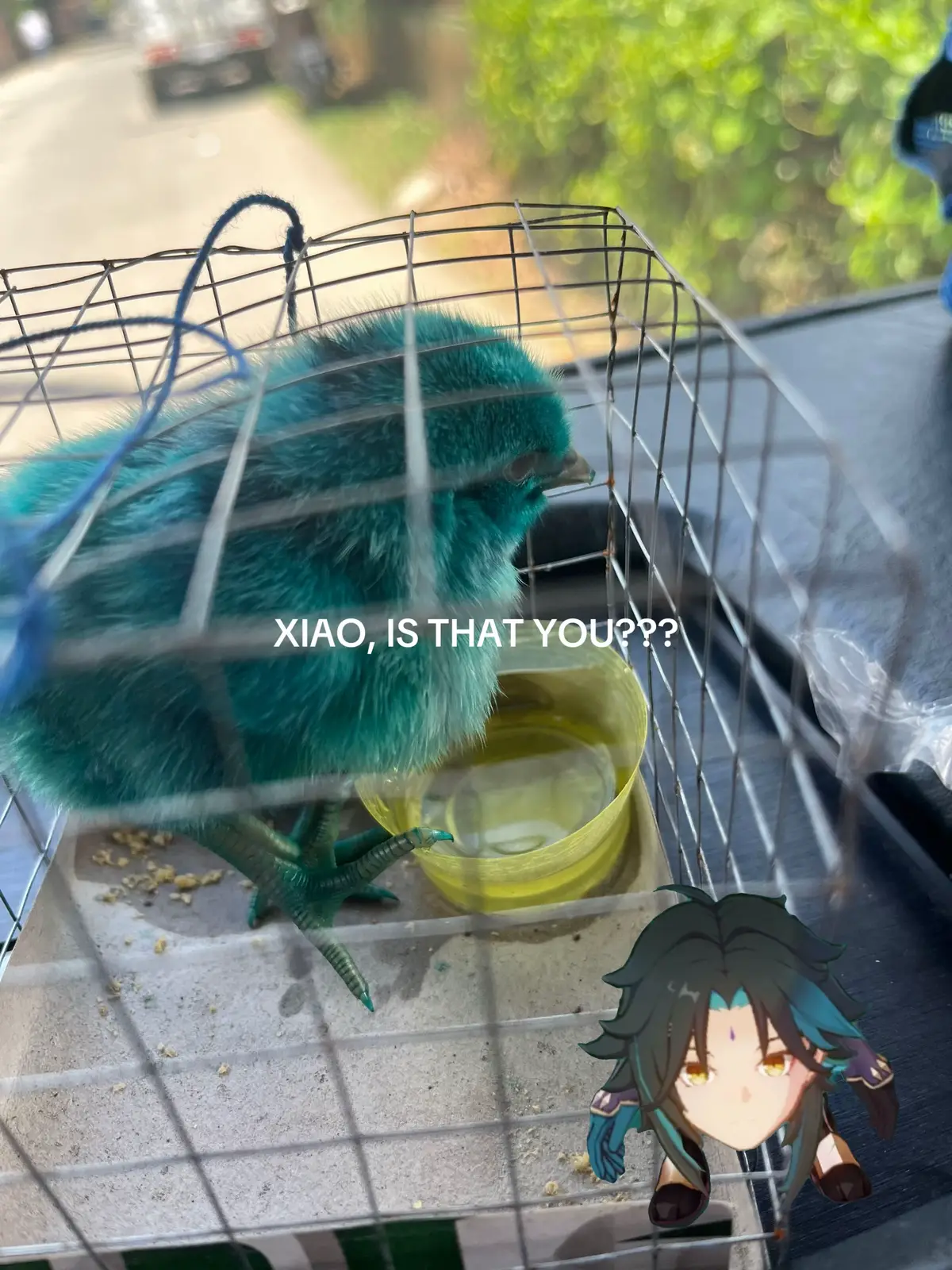 yes ik it’s a baby chick, the color just reminded me of xiao #GenshinImpact #xiaogenshinimpact #hoyoverse #hoyocreators #xiao 
