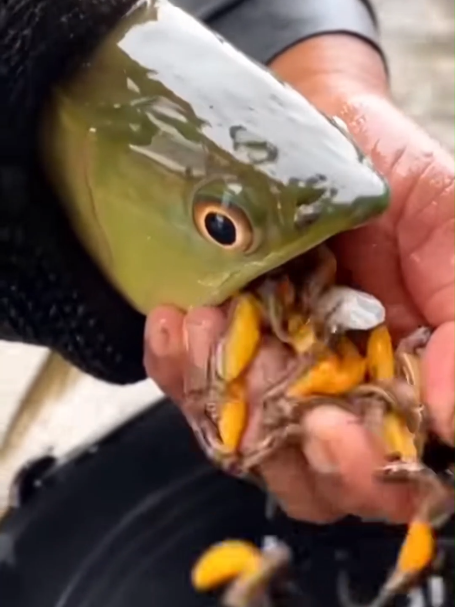 This Fish Keeps Babies in Its Mouth!  #weirdnature #animalfacts #fishbabies #crazyanimals #naturewonders #foryou #contentcreator #viral #foryou #fyp #trending #explorepage #reels #reelsinstagram #tiktok #instagood #shorts #funnyvideos #contentcreator #videooftheday #entertainment #creativity