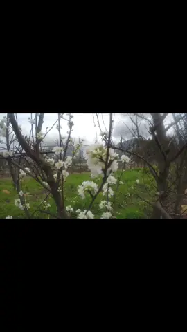 Flowers. #flowers #nature #beautiful #serene #aesthetic #iris #plants #pastelghost #dreamrave #fyp