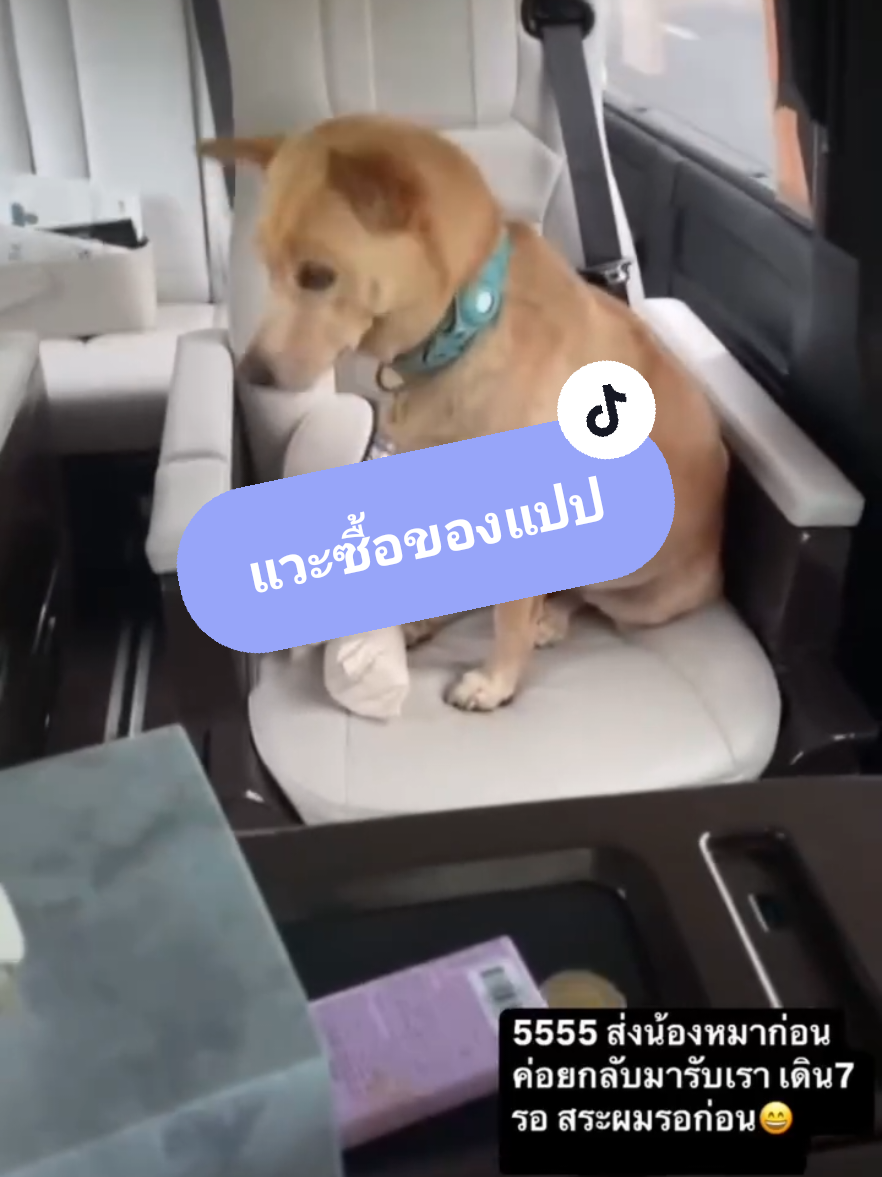 #เทรนด์วันนี้ คุณชายถั่ว! น้องหมาของ อั้ม พัชราภา หนีออกจากบ้าน ปลอมเป็นหมาเซเว่น แม่ต้องขับรถหรูมาตามกลับบ้าน😁🤣😅 #น้องถั่ว #น้องหมา #อั้มพัชราภา #คลิปน่ารัก #kalepananchita_shop2 #168ยืนเหนือ #tiktokshopครีเอเตอร์ #ฟิดดดシ 