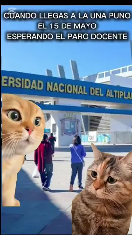 Cuando llegas a la UNA Puno listo para el paro... #UNAPuno  #SIDUNA  #Puno  #Hoy15Mayo #ParoDocente  #MemeUniversitario  #VidaEstudiantil  #GatosGraciosos #MichisGraciosos  #ClasesSiHay  #HumorPeru  #Altiplano  #NoticiasPuno #ConfusionEstudiantil