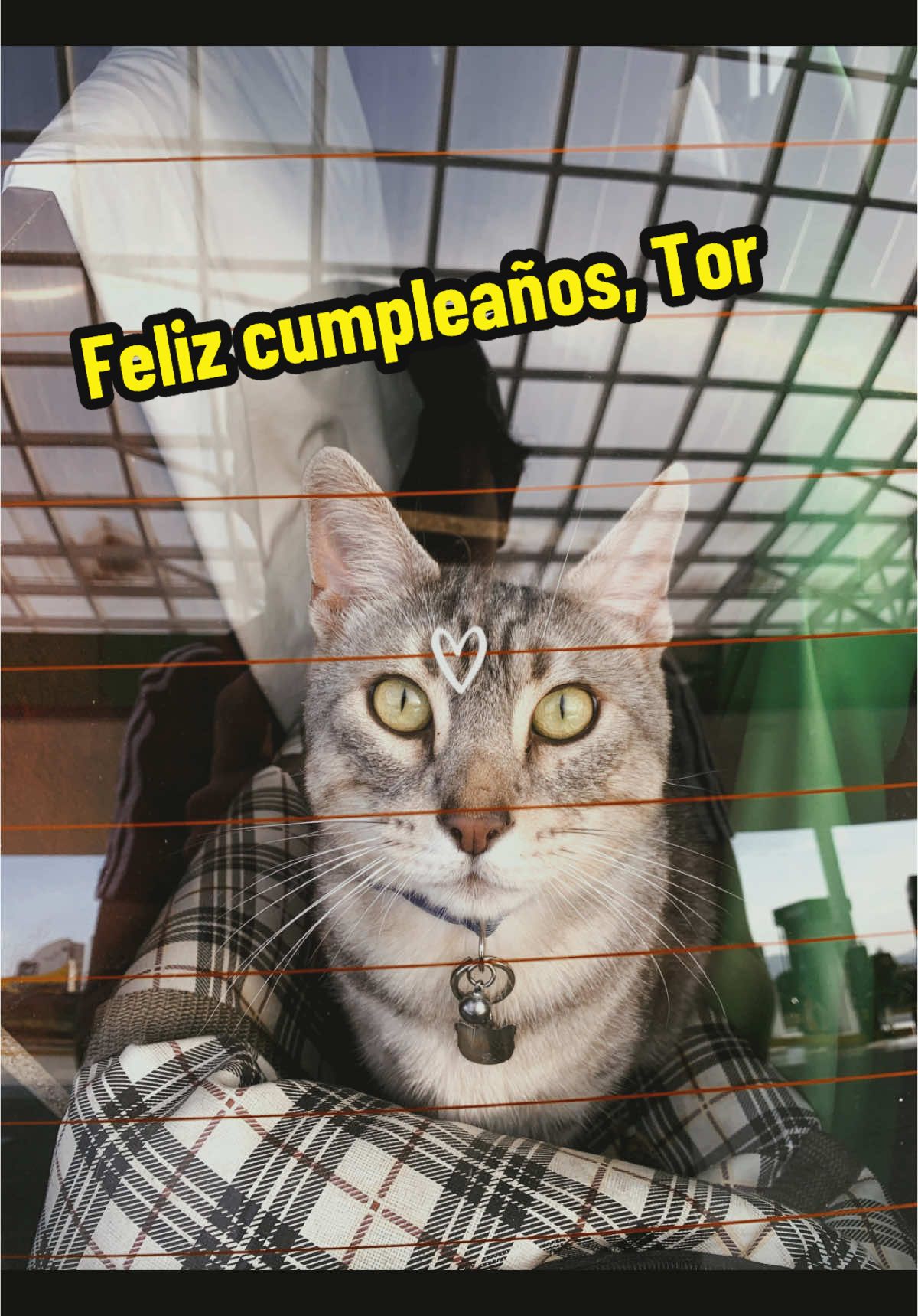 Hoy son 10 años de ti ❤️ de esa carita tan tierna y tan hermosa que mira el mundo, a veces con curiosidad, y a veces con flojera. 10 años de tu amor y compañía, y de tantas aventuras juntos. 4 casas, 3 ciudades y dos países. 10 años que se sienten como 1 mes, y que, sin duda, a tu lado, han sido hermosos. Mi parte favorita de ti es cuando vienes a verme todas las mañanas a la cama y te acuestas encima de mí para que te haga cariñitos y ronroneas a todo volumen. Y la otra, cuando te da la chiripiorca y te pones a correr como loco porque viste algún mosquito o algo que te bota la canica y te activa tu modo cazador y juguetón. Gracias por tanto, gordito. Te amo ❤️ Feliz cumpleaños 🎂🎉🥳🎁🎈