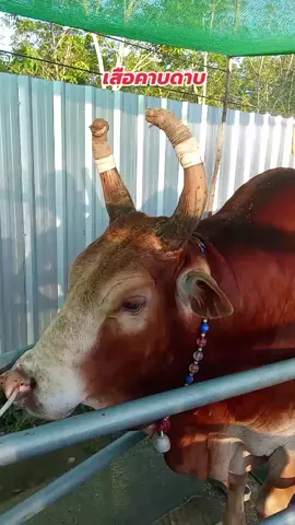 เจอกันวันที่18 ส.ท่าหรั่ง#แดงงามฉลองชัย #เสือคาบดาบ #ลูกบ้านๆใจเกิน🐂💯 #เด็กเลี้ยงวัวตัวดำ❤️❤️ #เด็กใต้ป้ายสงขลา🤟 #สนามชนโคบ้านท่าหรั่ง 