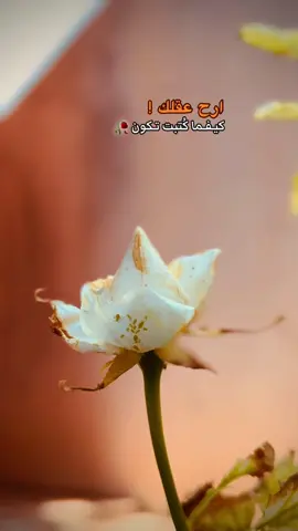 ارح عقلك كيفما كتبها الله تكون🥀🤗 #عباراتكم_الفخمه📿📌 #تصميم_فيديوهات🎶🎤🎬 #متابعة_قلب_تعليق_مشاركة_ #تصويري #تصميمي 