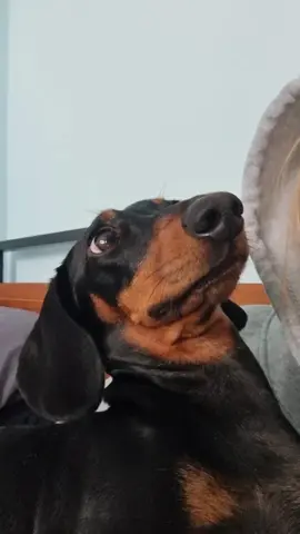 that's him 🩷#dogmom #sausagedog #weinerdog #dogs #dogsoftiktok #doxie #dachshund #mybaby #dachshundsoftiktok #iloveyou #dogtok 