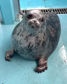 #cute #tokkaricenter #seal #とっかりセンター #アザラシランド #silly #seal #tokkaricenter #cute #fyp #foryoupage  tokkaricenter_official. Today is Mashiro-kun Currently practicing bye bye, I see how I get better with practice Because it's so fun and joyful I want to share this with you all When I call my name, I get my posture straight. When I swing my front limbs I roll over Sweet and cute... And when I hit my gut no matter what Can't get enough of the big, fine sound~ Still practicing but What bye bye will be complete Please look forward to it