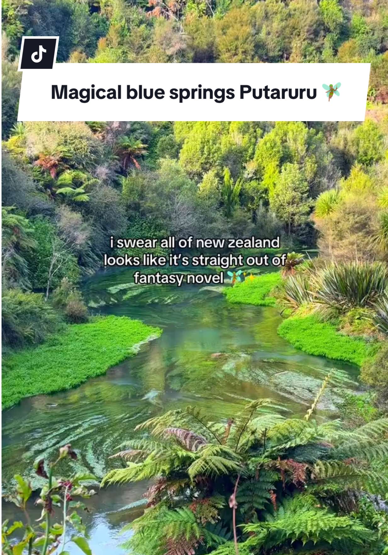 blue spring in putaruru, NZ. i swear little fairies live here it’s something straight out of the spring court in my favourite fantasy book ✨🧚🏽 #newzealand #nz #bluesprings #putaruru #acotar 