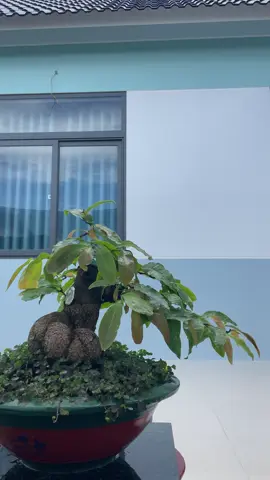 Mai mini #maighep #maivang #maivangbonsai #maivanghongnhi #hongnhimaivang #maigocnhot 