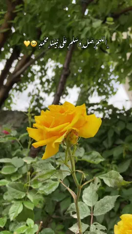 ﮼اللَهمَ﮼صَلَ﮼وَسَلَم﮼عَلَىٰ﮼نَبِيَنَا﮼محَمَدٍ 🥹🤍 #foryoupage #fypシ #mergasor #zahida🕊 #سلاوات_لە_سەر_گیان_پێغمبەر_د_خ🤲📿 