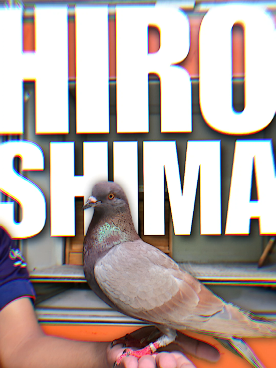 MY NAME IS HIROSHIMA #Merpatilovers #Merpatikolong #Newrampok #merpatiindonesia #fyp #merpariindonesia 