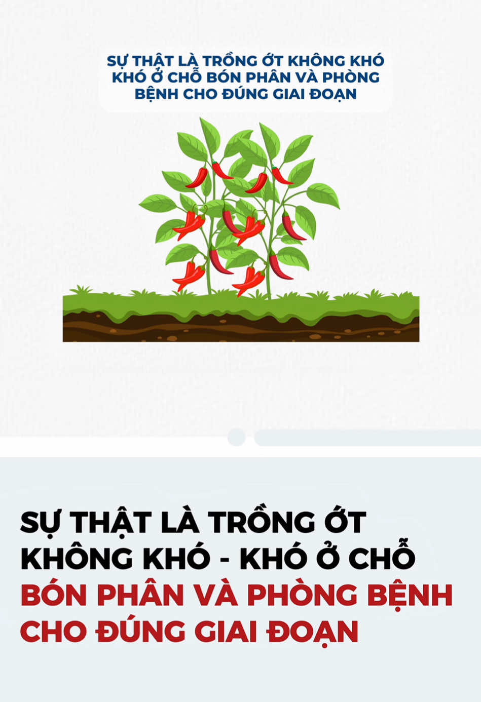 Cách bón phân cho ớt cho từng giai đoạn của cây ớt, đồng thời phòng trị sâu bệnh hại thường gặp nhất là vào mùa mưa. #nongnghiep #kienthuc #thuocbvtv #phanbon #phanbonla #câyớt #ớt #duongtrai #combiviluong #richferti 