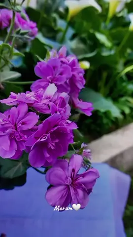 صباحكم فيروزي  #صباح_الخير #صباح_الورد #صباحكم_أحلى_صباح #صباحاتي_الجميله #صباح_الفل #صباحو #فيروز #🌸 #🌸 #🌺🌺🌹🌹🌸🌸🌻🌻💐💐💮💮🌺🌺 