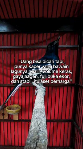 menikmati proses yang menjanjikan 😂 . #kacer #kacermania #kacermaniaindonesia #kacermanianusantara #kicaumaniaindonesia #kicaumanianusantara #kicau #storykicaumania #beranda #trending #CapCut #capcutvelocity #fypviralシ #fyppppppppppppppppppppppp #fypシ゚ #4u #yourpage #4upage #xybca #zbcxya 