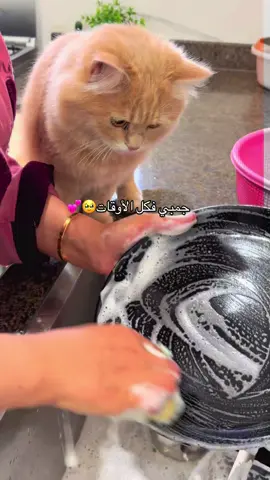 جمبي فكل الاوقات#expl #fyp #cats #قطط #كيوت 