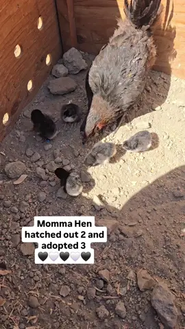 Chicken Tip: if you have a broody hen, let her sit on some eggs then sneak some day-old chicks under her. We do 5 chicks max per momma. With this girl, we didn't even have to be sneaky. We just showed the 3 extra babies to her and she got all excited and started calling them over to eat #raisingchickens #chicks #chickseason #hatchingchicks #hatchingseason #mamahen #mommahen #motherhen #broodyhen #chickenhacks #chickentips #Homestead