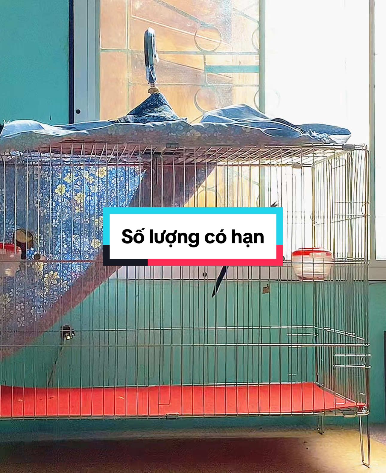 Lồng lực inox 60 gấp gọn . Ae nhanh tay thì còn nhé. #cmthiđấu #xuhuong #xuhuongchoichimchaomao #chimchaomao #đàmnguyễnvũ 