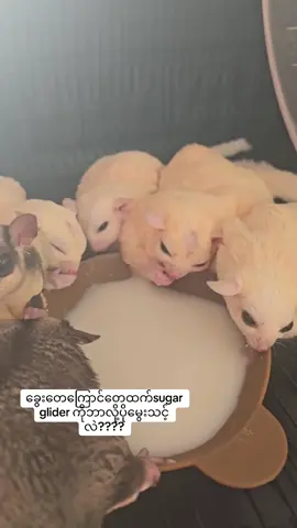 ဟီးဟီးစတာပါဗျာ #creatorsearchinsights #trend #newupdate2025 #sugarglider #ttviral #fyp #foryou #sugarglidermyanmar 