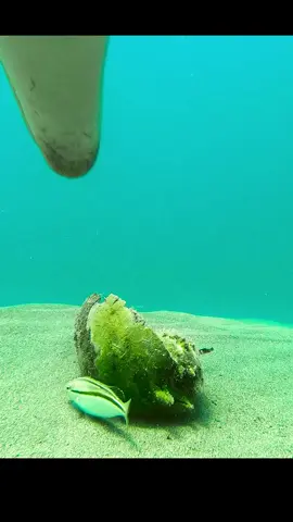 #wildlife #animalsworld #animalslifestyle 