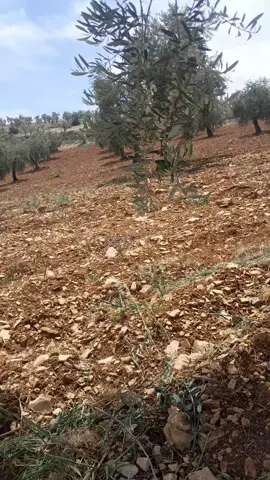 #عفرين_راجو_بلبل_شيه_جنديرس #صباح_الخير 🌳🫒🫒