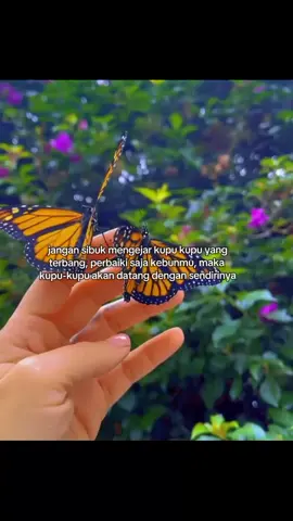 jangan sibuk mengejar kupu kupu tapi perbaiki saja kebunmu #fyp #quotes #kupukupu #butterfly #makna #fypviralシ 