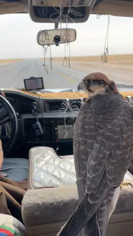 ماشاءالله 🤍🌷#زناد🪶#طير #اكسبلور #وكري#الدبدبه #اكتوبر#الشعب_الصيني_ماله_حل😂😂 #مالي_خلق_احط_هاشتاقات🧢 