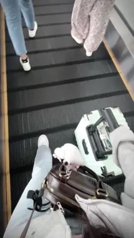 Chiếc trend chờ 3năm đã làm được🫶🏻#nhậtbản🇯🇵 #xuhuong #maybay 