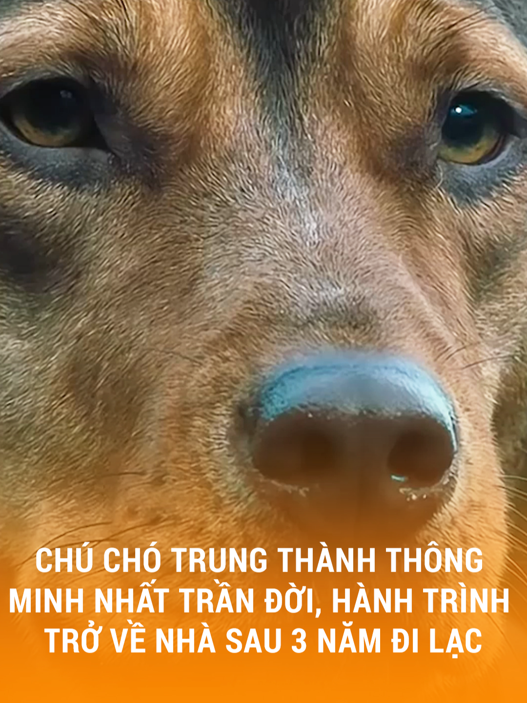 Chú chó trung thành thông minh nhất trần đời, hành trình trở về nhà sau 3 năm đi lạc #chuchothongminh #trending #reviewphim #phimmoi #phimhaynhat #phimmoi2025 #phimchieurap #phimhay #phimhaymoingay #review