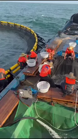 #relase 4 million #golden pomfret fry into our deep sea cages which apart from 8 nautical miles offshore #deep sea farming 