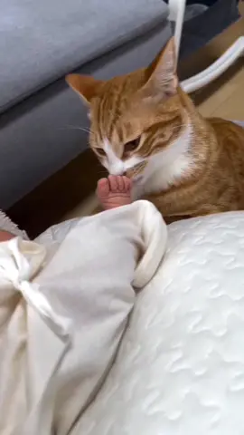 Cat sees baby for the first time ❤️❤️#usaus #kitten #funny #petlover #funnyvideos #foryou #cutebaby #cat #catsoftiktok 