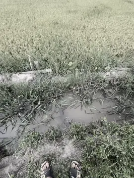与其紧紧抓住一些无法再保护你的东西，不如孤独而平静。Thà cô đơn mà bình yên, còn hơn níu giữ một điều đã chẳng còn che chở được cho mình. #xuhuong #fpy #tamtrang #buon #chill #ngocan❄️ 