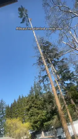 Logging#oddlysatisfying #satisfyingvideo #fyp #Foryou 