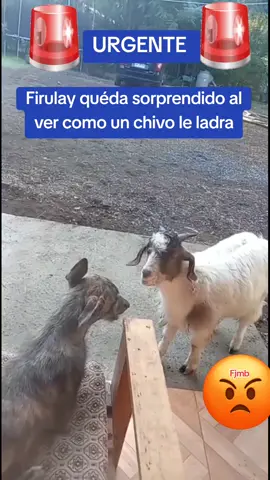 #smoz76ec🇪🇨 #jmmo99ec🇪🇨 #jpmo02ec🇪🇨 #osmo04ec🇪🇨 #fyyyyyyyyyyyyyyyyyyyyyyyyyp #fyp #tiktoklatinoamérica #tiktokusa #compartelo #viralparati #fjmb2023usaec #FjMb2023NJec #jmmoec99 #chivoladrando 