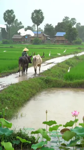 ស្រុកស្រែចឹងឯងមានតែធ្វើស្រែ #នឹកម៉ែពុក #នឹកស្រុកកំណើត #នឹកម៉ែពុក 