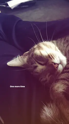#lyrics #cat #onelasttime 