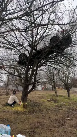 Have you ever seen anyone cut down trees like this before?#oddlysatisfying #satisfying #giant #satisfying #asmr #fyp 