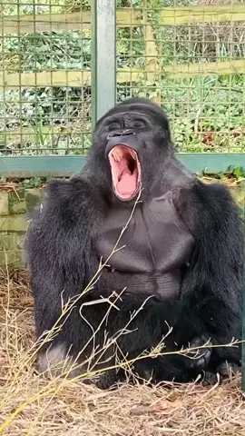 #gorilla #yawn #funny #animals #viral #foryoupage 