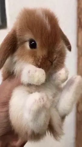 #me #bunny #baby #tiny #small #bunnies