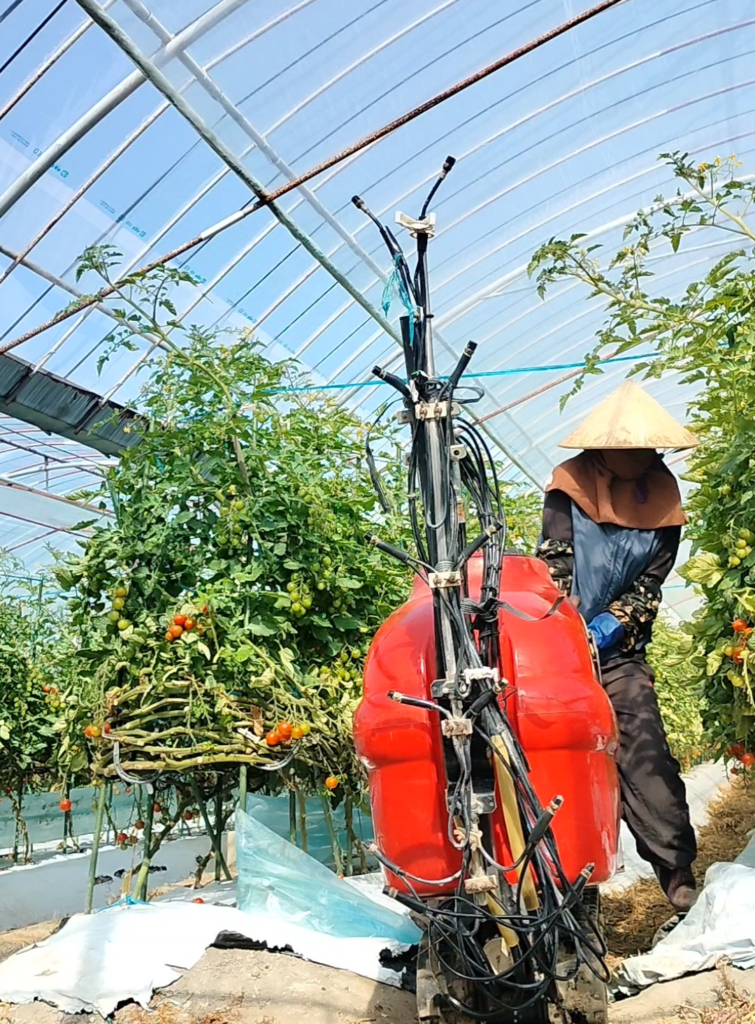 Part 6 | My Trabaho as a Tomato farmer in Japan. 🇵🇭❣️🇯🇵🍅🥰 #kikaide #farmer #japan #tomato #foryou 