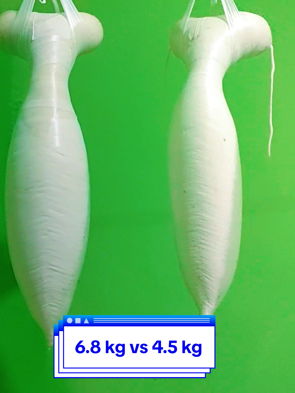 Bukanlah yg terbaik,namun berusaha agar mnjadi lbh baik #ikansultan #Tirusan  #tiktok #fyppppppppppppppppppppppp  #bedahtirusan 