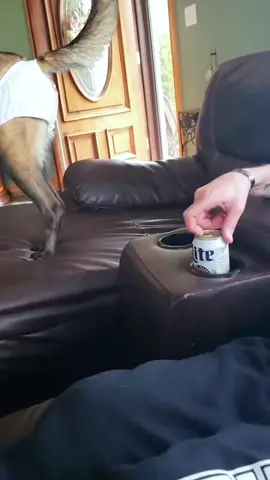 Dogs are troublemakers.🤣#dog#funny#funnyanimals#funnypets#animals #dogsofttiktok #pet #foryou #longervideos
