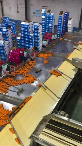 China Carrot Factory, Exporting#chinafactory 