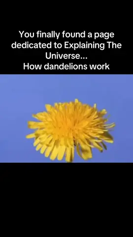 You finally found a page dedicated to Explaining The Universe... How dandelions work  Folow my page  #reels #explore #viral #flower #learn #interesting 
