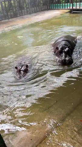 Pomegranate: Just tell me if you're annoying or not. I'm so angry with the baby that I can't say anything. Who would I bite if I didn't bite you#Hippopotamus 