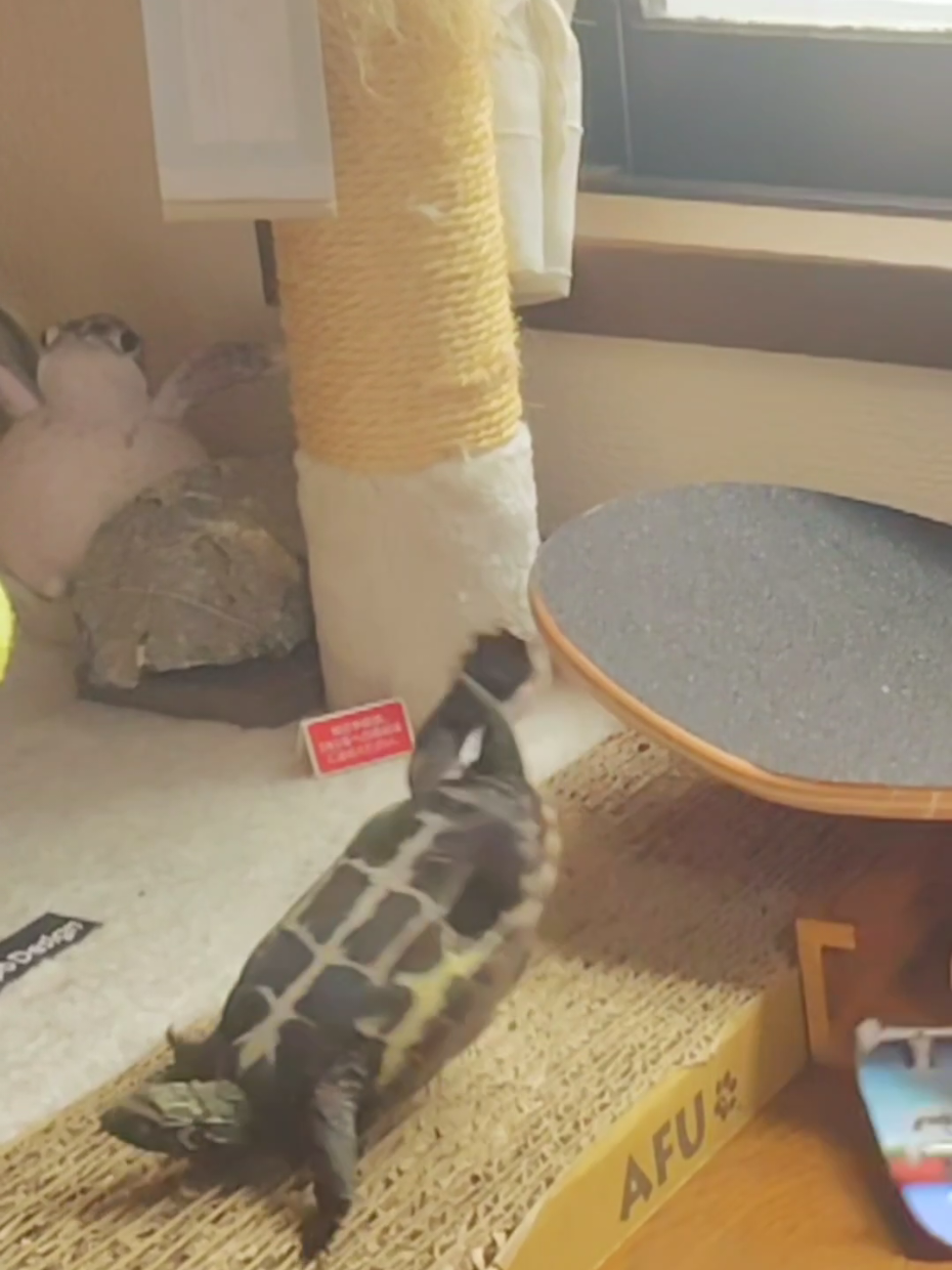 ハプニングすぎるwww #猫 #クサガメ軍曹 #猫と亀 #skateboardturtle #おもしろ動画 
