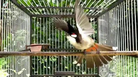 #lenxuhuong bung xòe rất đẹp 😊#chimchaomao #xhhhhhhhhhhhhhhhhhhhhhhh #chiêbinhhuongkhe 