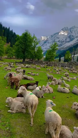 #القارئ_ملا_بكر #القران_الكريم #راحه_نفسيه #ستمع_لقران_لكريم_ودع_قلبك_يخشع_فليمان♥️ #ارح_قلبك_المتعب_قليلاً🤍💫 #اجرلي_ولكم_ان_شاءالله♥🕊 